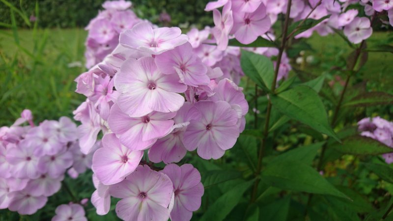 Phlox paniculata 'Adessa Special Pink'